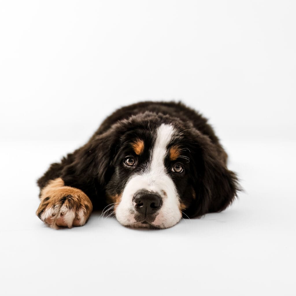 puppy-photographer-ramstein