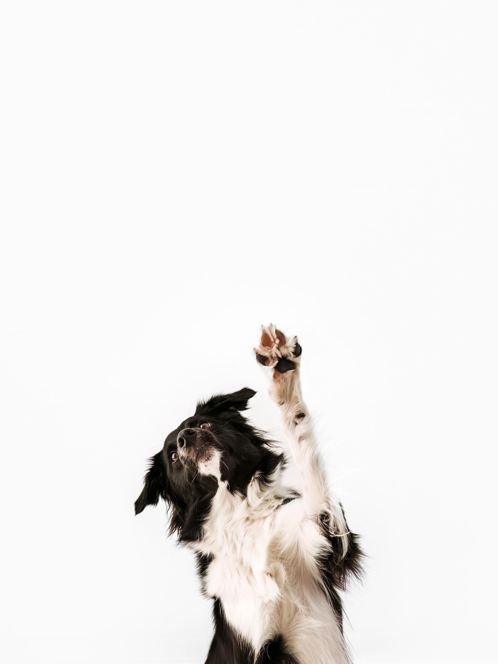 dog-photographer-ramstein